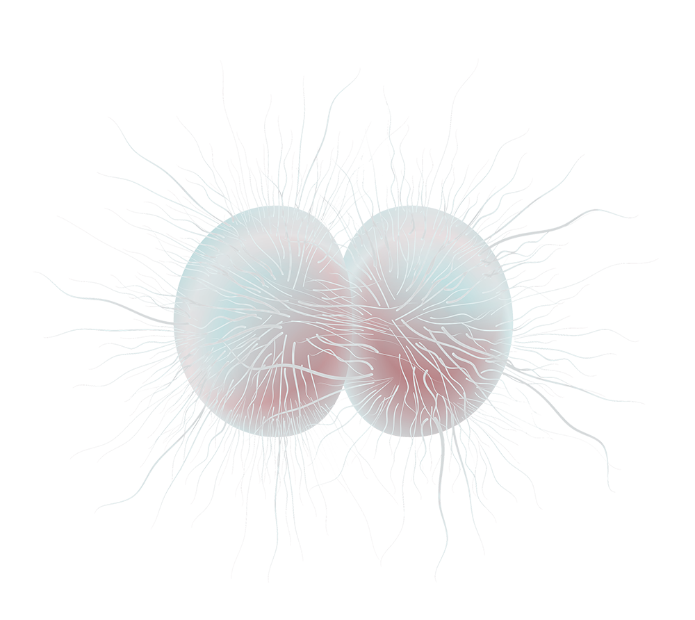 virus gonohhrea