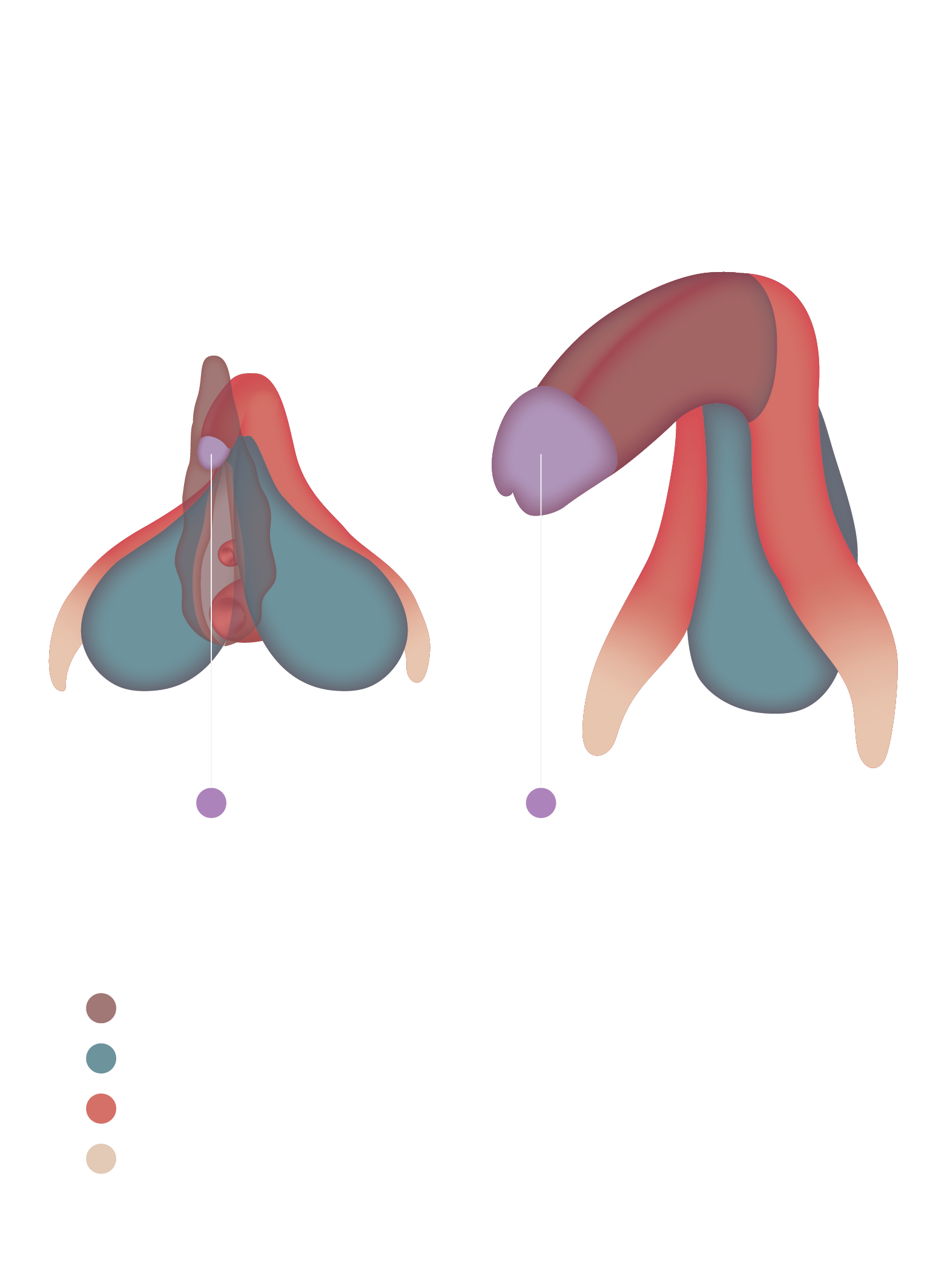 hidden parts of clitoris